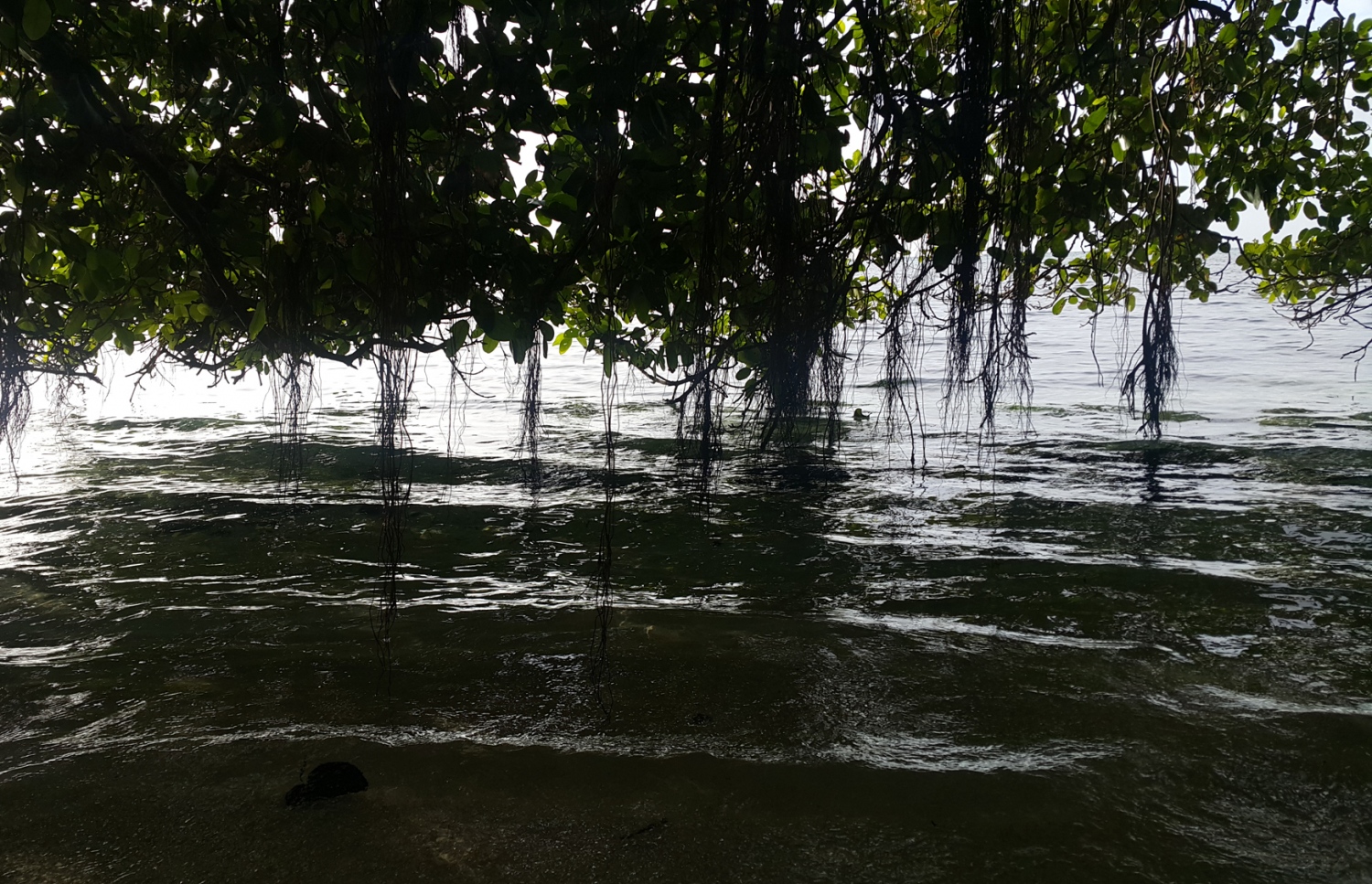 ޅ. އޮޅުވެލިފުށީ ހޭޅިފަށުގައި ހެދިފައި ހުރި ނިކަގަސްތަކެއްގެ އަޅޯތައް މޫދާ ދިމާލަށް ފައިބައިފައި. ރާއްޖޭގެ ރަށްރަށުގެ ވަލުތެރެއިން ވެސް ރީތި ހިތްގައިމު މަންޒަރުތައް ފެނޭ. --ފޮޓޯ އަހްމަދު އަބްދުﷲ ސައީދު/މިހާރު