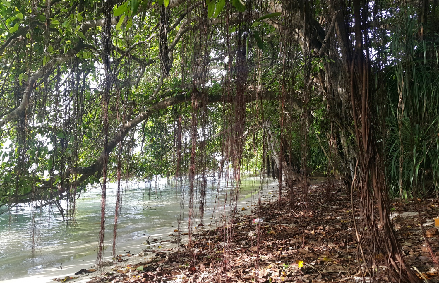 ޅ. އޮޅުވެލިފުށީ ހޭޅިފަށުގައި ހެދިފައި ހުރި ނިކަގަސްތަކެއްގެ އަޅޯތައް މޫދާ ދިމާލަށް ފައިބައިފައި. ރާއްޖޭގެ ރަށްރަށުގެ ވަލުތެރެއިން ވެސް ރީތި ހިތްގައިމު މަންޒަރުތައް ފެނޭ. --ފޮޓޯ އަހްމަދު އަބްދުﷲ ސައީދު/މިހާރު