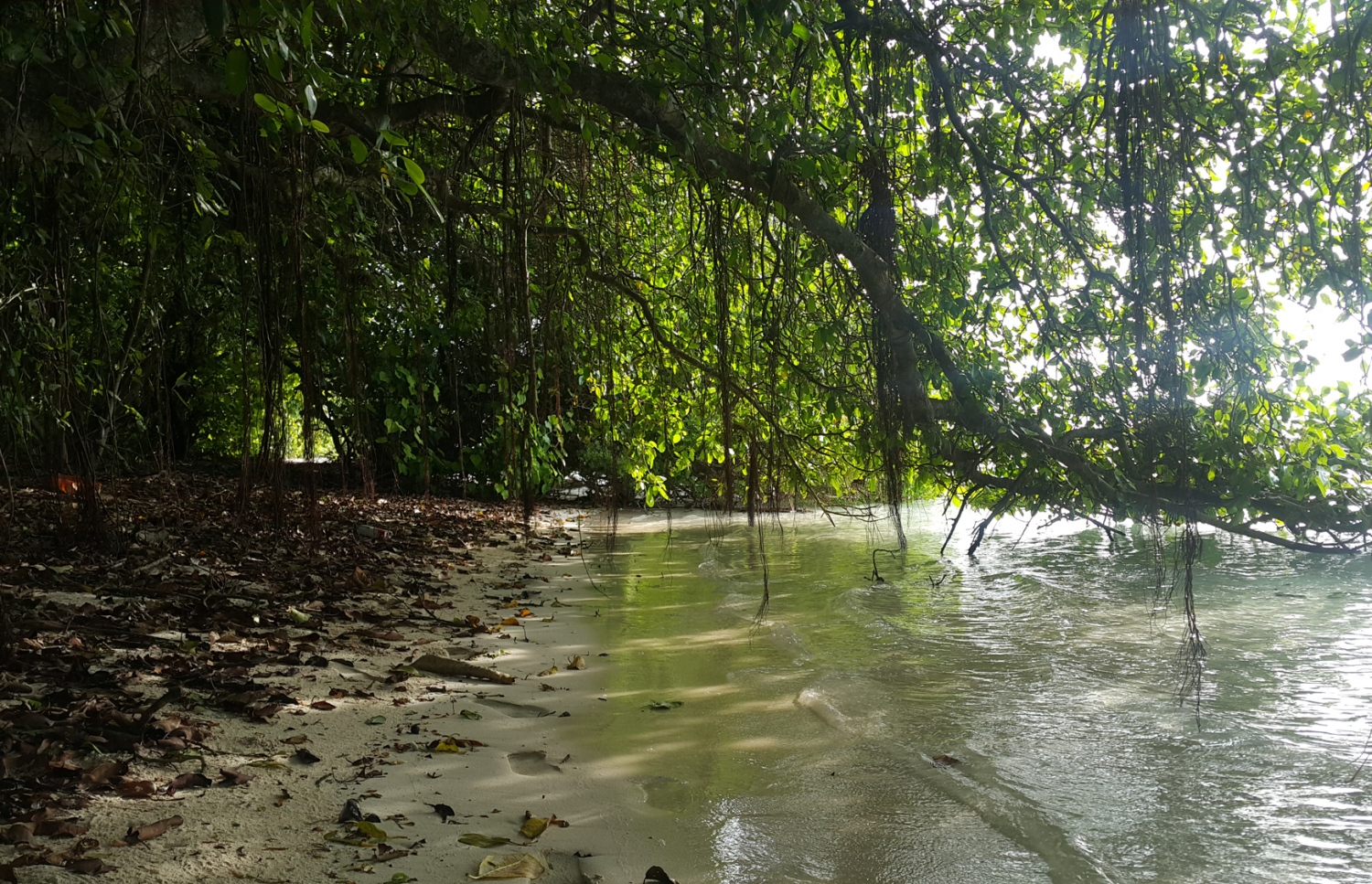 ޅ. އޮޅުވެލިފުށީ ހޭޅިފަށުގައި ހެދި ނިކަގަސްތަކެއްގެ އަޅޯތައް މޫދާ ދިމާލަށް ފައިބައިފައި. ރާއްޖޭގެ ރަށްރަށުގެ ވަލުތެރެއިން ވެސް ރީތި ހިތްގައިމު މަންޒަރުތައް ފެނޭ. --ފޮޓޯ އަހްމަދު އަބްދުﷲ ސައީދު/މިހާރު