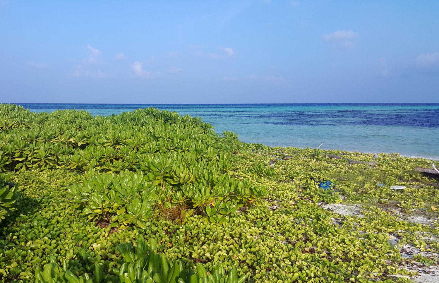 ޅ.އޮޅުވެލިފުށީ ތުނޑިއާ ދިމާލުން ހޭޅިފަށުގައި ހެދިފައިވާ މަގޫ ގަސްތަކާއި ފެހަނޑަ ވެޔޮތަކުން އެތާނގެ ވެލިގަނޑު ފޮރުވާލާފައި. ރާއްޖޭގެ ކޮންމެ ރަށަކުން ގުދުރަތީ ރީތި މަންޒަރުތައް ފެނޭ. --ފޮޓޯ: އަހްމަދު އަބްދުﷲ ސައީދު/މިހާރު