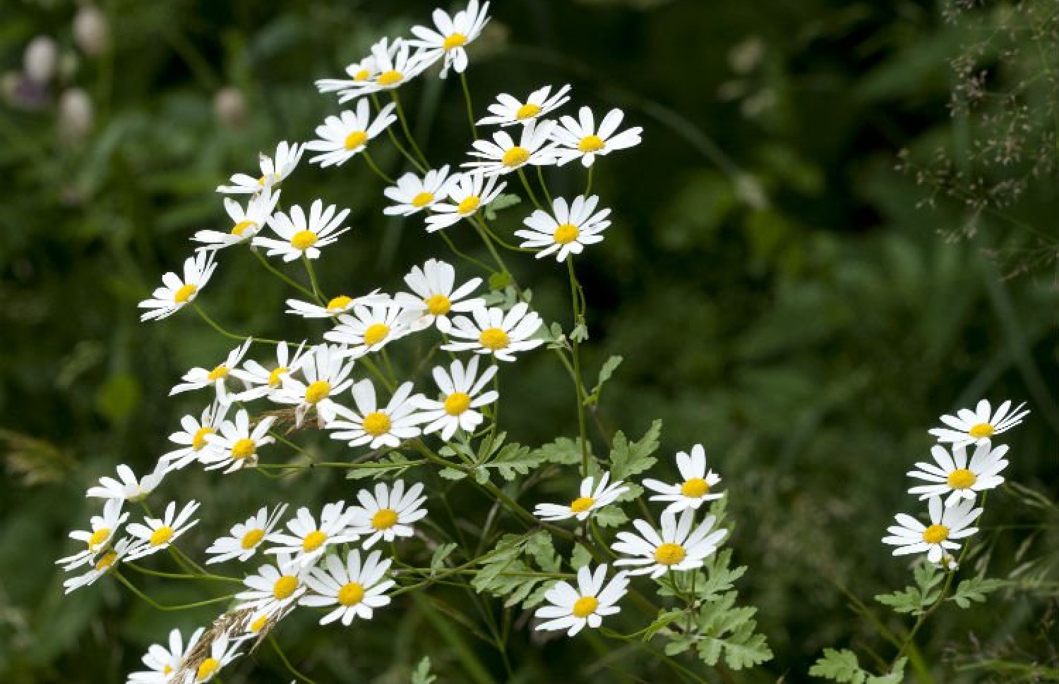 ފީވާފިއު ގަސް