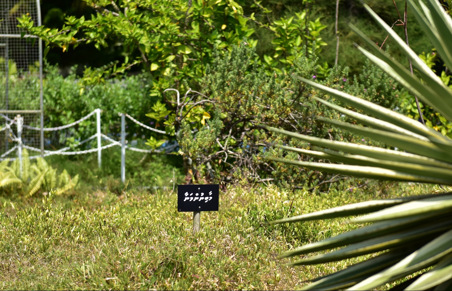 ހުކުރު މިސްކިތުގެ ބަގީޗާ. ފޮޓޯ: ނިޝާން އަލީ/ މިހާރު