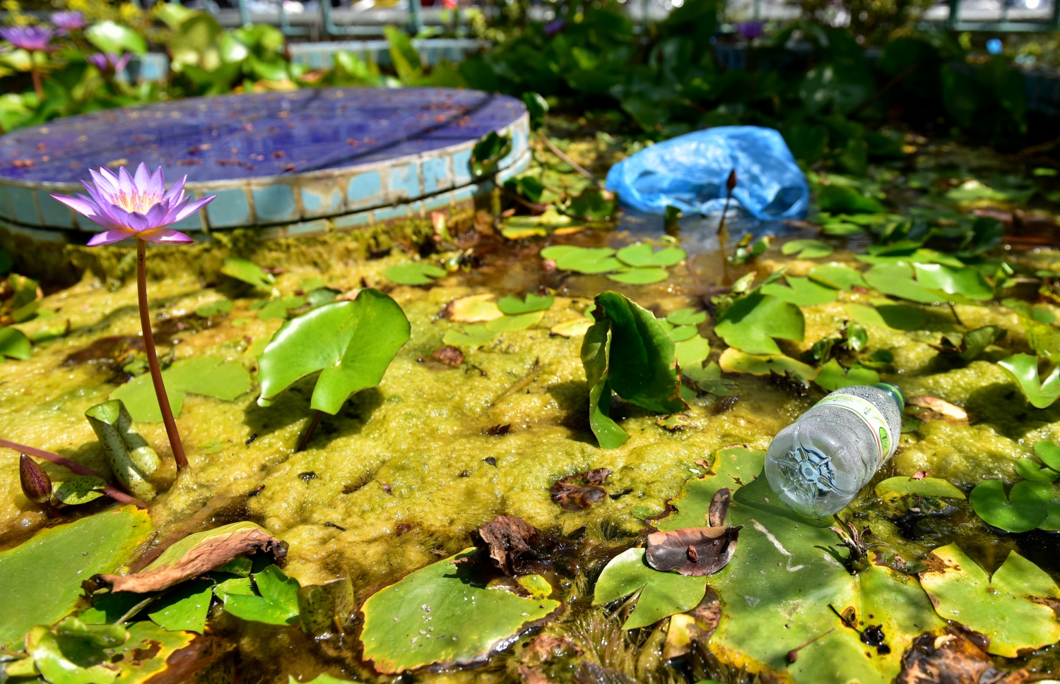 ހުކުރު މިސްކިތުގެ ގޯތި ތެރޭގައި އޮންނަ ބަގީޗާގެ ފެންގަނޑަށް ކުނި އަޅާފައި. ފޮޓޯ: ނިޝާން އަލީ/ މިހާރު