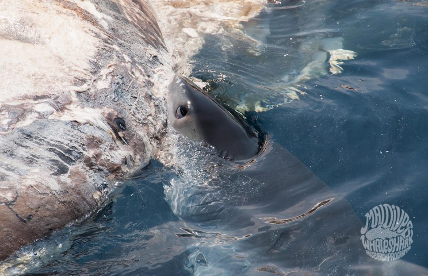 ފެމުނެއް ބޮޑުމަސް ކަނީ. ފޮޓޯ: އެލެގްޒެންޑްރާ ޗައިލްޑްސް/ މޯލްޑިވްސް ވޭލް ޝާކް ރިސާޗް ޕްރޮގްރާމް (އެމްޑަބްލިޔުއެސްއާރްޕީ)