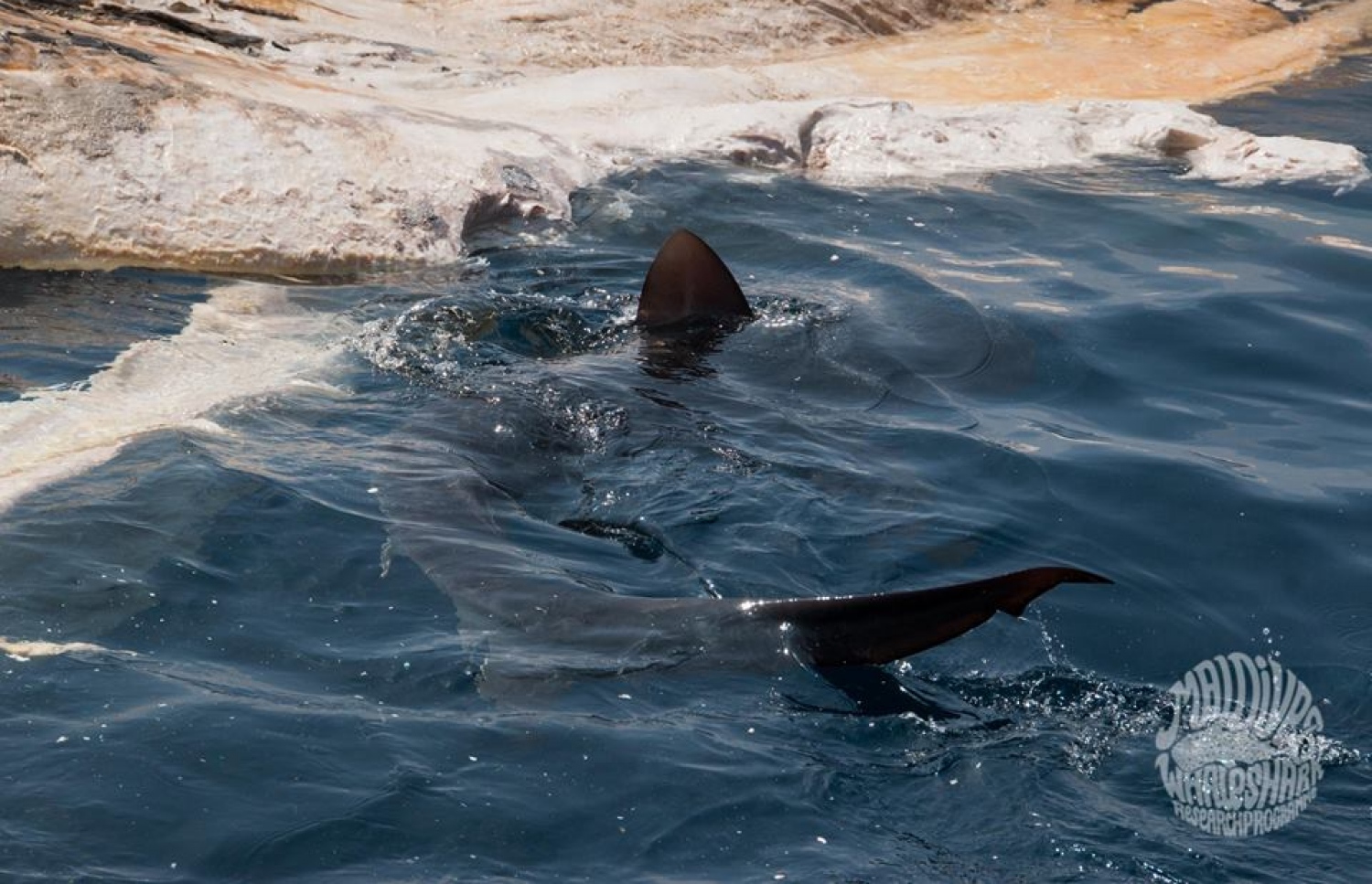 މަރުވެފައި އޮތް ބޮޑުމަހުގެ ކައިރީގައި ފެމުނުތައް ދުވަނީ. ފޮޓޯ: އެލެގްޒެންޑްރާ ޗައިލްޑްސް/ މޯލްޑިވްސް ވޭލް ޝާކް ރިސާޗް ޕްރޮގްރާމް (އެމްޑަބްލިޔުއެސްއާރްޕީ)