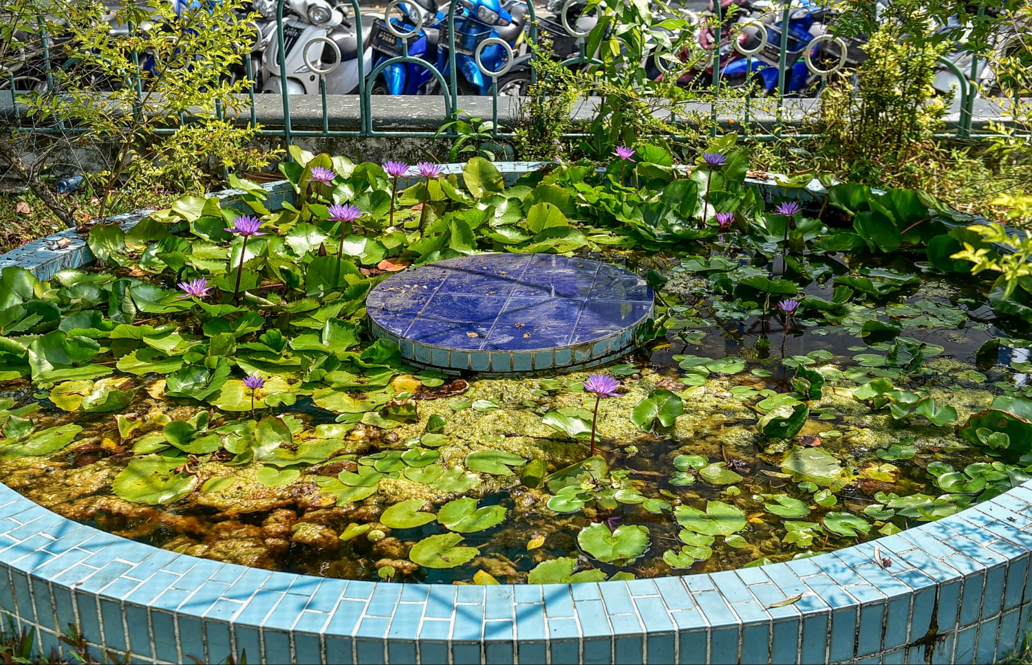 ހުކުރު މިސްކިތުގެ ބަގީޗާގެ ފެންގަނޑުގައި ކުރިން ހުރި ކުނިތައް ނަގާފައި. ފޮޓޯ: ނިޝާން އަލީ/ މިހާރު