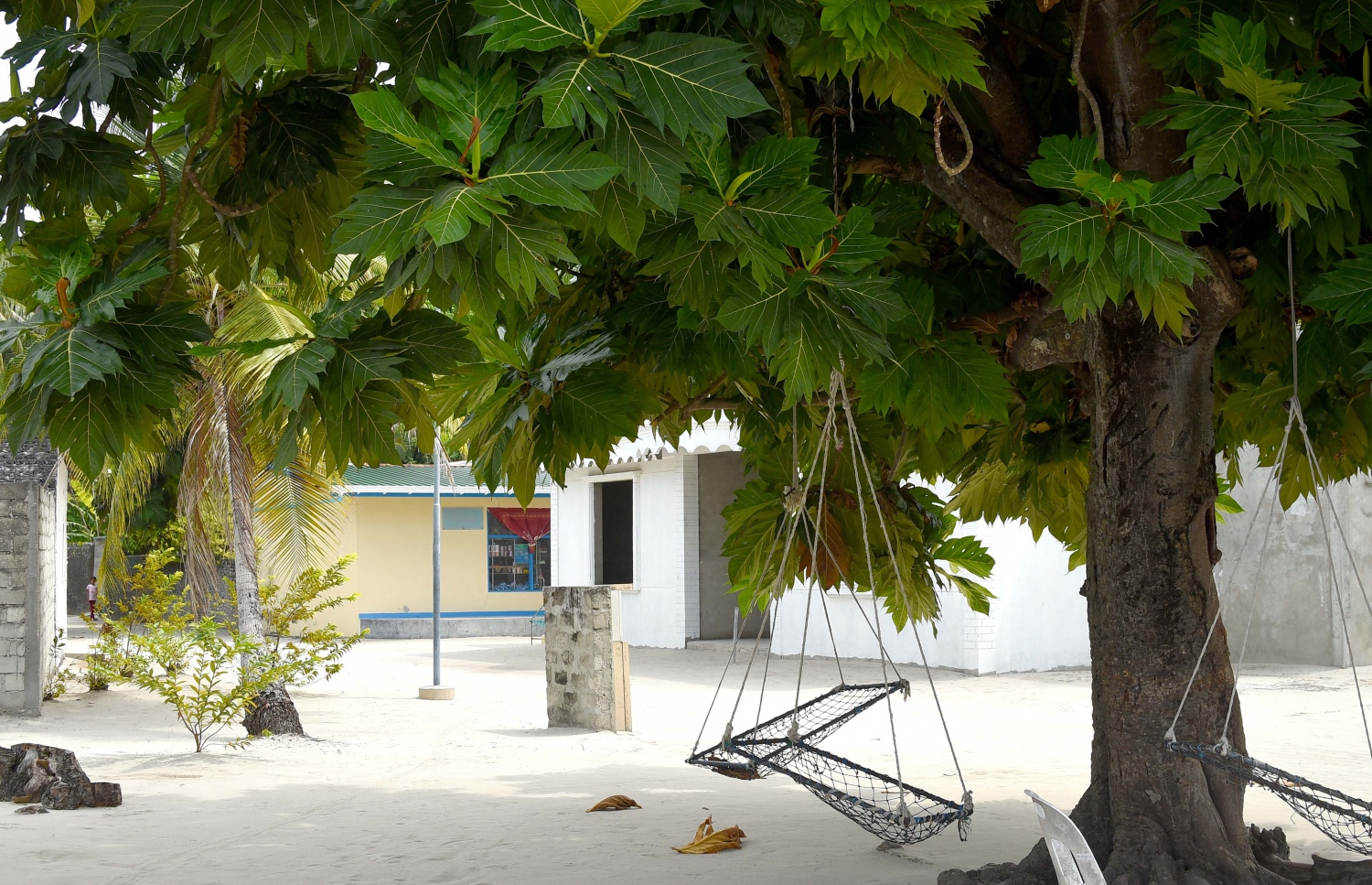 ހއ. އުލިގަމުގައި ގެއެއްގެ ގޯތިތެރޭގައި ހުރި ބަނބުކެޔޮ ގަހެއްގައި އެލުވާފައި ހުރި އުނދޯލިތަކެއް. -- ފޮޓޯ: އަބްދުﷲ އައުރާފް/މިހާރު