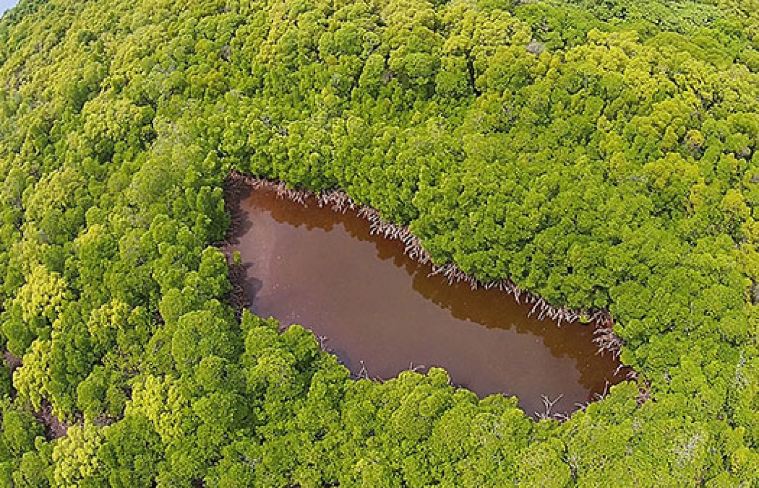 ގަދަ ވިއްސާރައެއްގައި ހަލާކުވެ އަދި ފަހުން ފަޅުވި ކަމަށް ބުނާ ހދ. ކޭލަކުނު-- ފޮޓޯ/ ބްލޫޕީސް މޯލްޑިވްސް