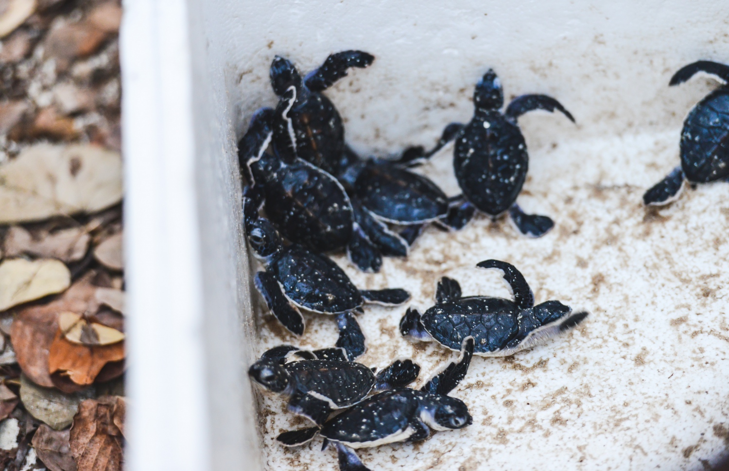 ކޮކޯގެ ރިސޯޓަކަށް އެރި ވެލައެއް ބިސް އަޅައި، ވެލާތައް އުފަންވުމުން ރައްކާތެރިކަމާއެކު މޫދަށް ދޫކޮށްލަނީ-- ފޮޓޯ/ ކޮކޯ ކަލެކްޝަން