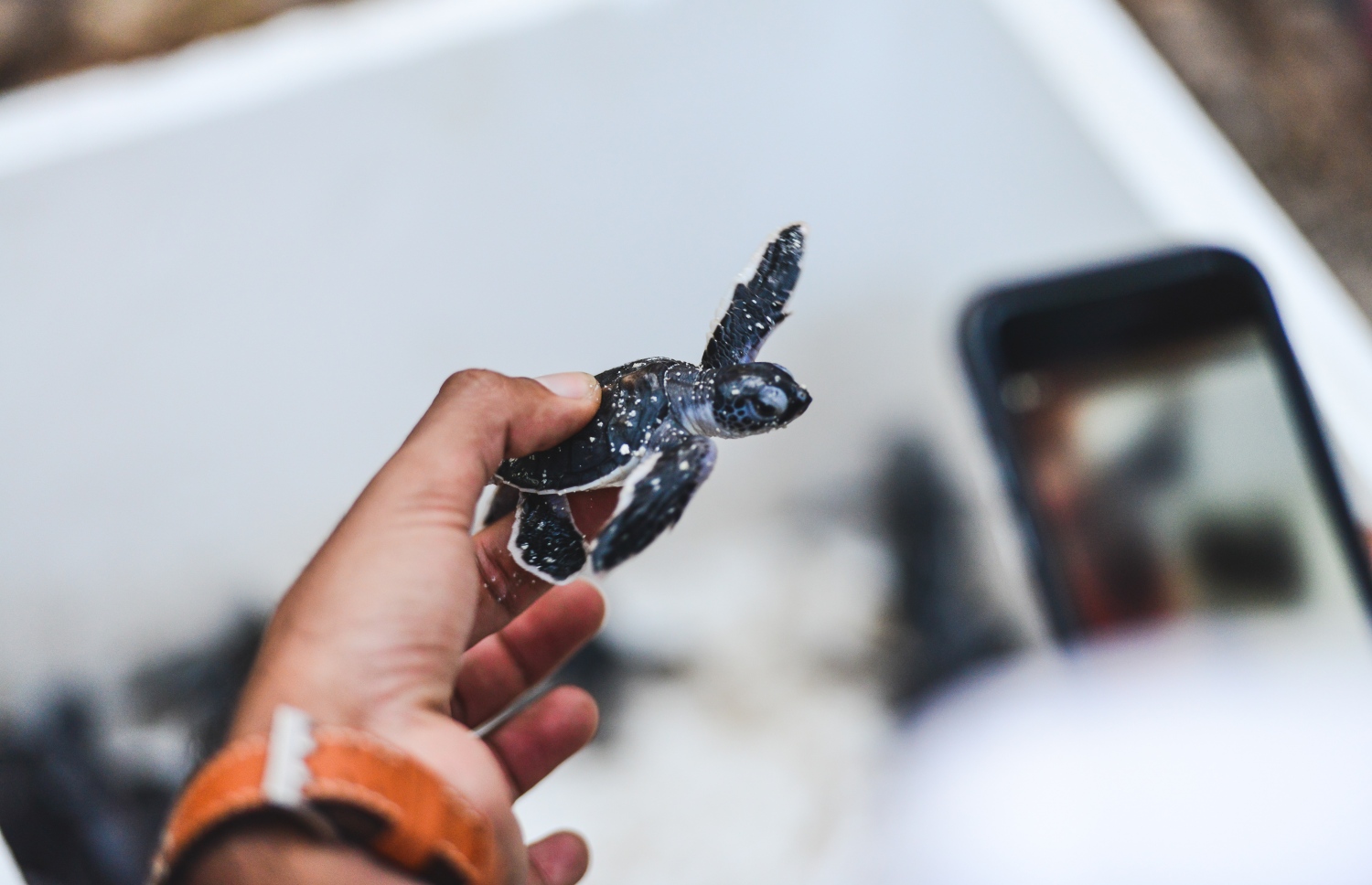 ކޮކޯގެ ރިސޯޓަކުން ވެލައެއްގެ ފޮޓޯ ނަގަނީ: ވެލާ ކަހަނބު ރައްކާތެރިކުރުމަށް އެ ރިސޯޓުތަކުން ގިނަ މަސައްކަތެއް ކުރޭ-- ފޮޓޯ/ ކޮކޯ ކަލެކްޝަން