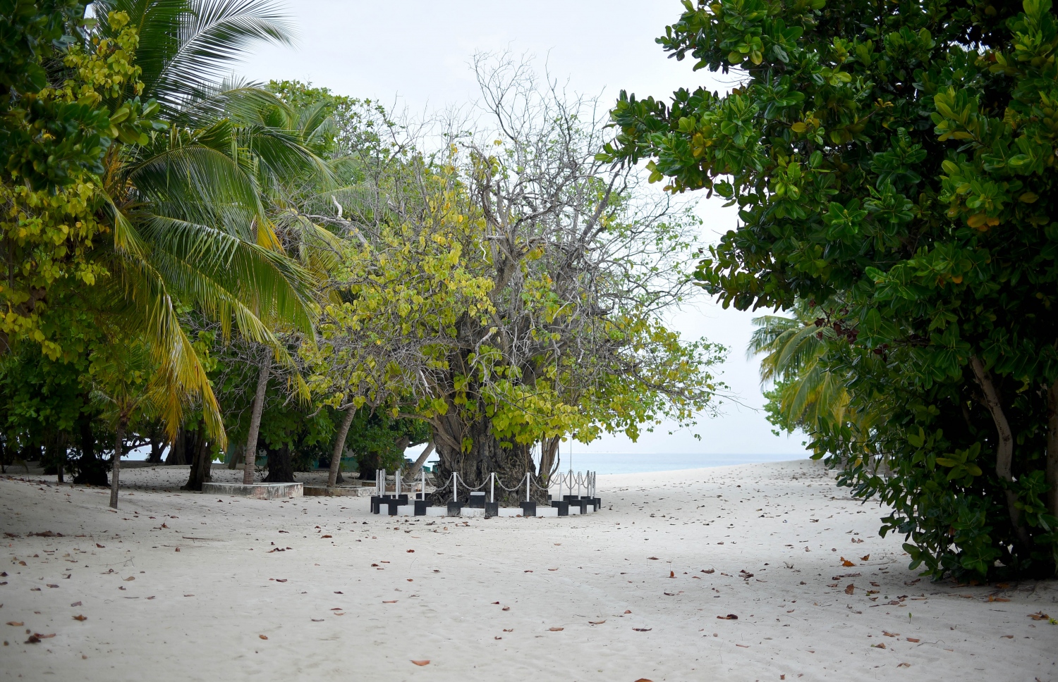 ހއ. އުތީމު އަތިރިމަތީގައި ހުންނަ، ހިމާޔަތްކޮށްފައިވާ ކާނިގަސް. މިއީ ޕޯޗުގީޒުންގެ އަތްދަށުން ރާއްޖެ ސަލާމަތްކުރެއްވި ބޮޑުތަކުރުފާނު ފޭލިކޮޅު ވިޔުއްވުމުގެ މަސައްކަތުގައި ބިމަށް ޖެއްސެވި ކަޑައެއް ރޯވެ ހެދިގެން ބޮޑުވެފައިވާ ގަހެއް ކަމަށް ބުނެވޭ. -- ފޮޓޯ: އަބްދުﷲ އައުރާފް/މިހާރު