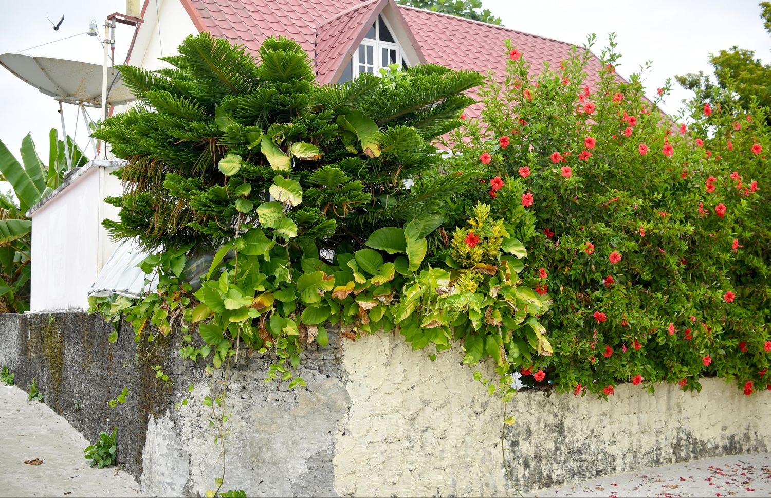 ހއ. ތަކަންދޫގައި ގެއެއްގެ ގޯތިތެރޭގައި ހައްދާފައިވާ ބަގީޗާ ގަސްތަކެއް. -- ފޮޓޯ: އަބްދުﷲ އައުރާފް/މިހާރު