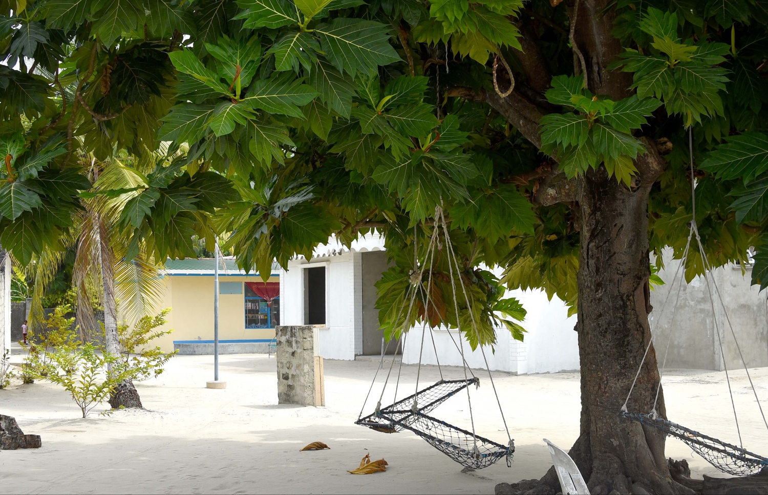 ހއ. އުލިގަމުގައި ގެއެއްގެ ގޯތިތެރޭގައި ހުރި ބަނބުކެޔޮ ގަހެއްގައި އެލުވާފައި ހުރި އުނދޯލިތަކެއް. -- ފޮޓޯ: އަބްދުﷲ އައުރާފް/މިހާރު