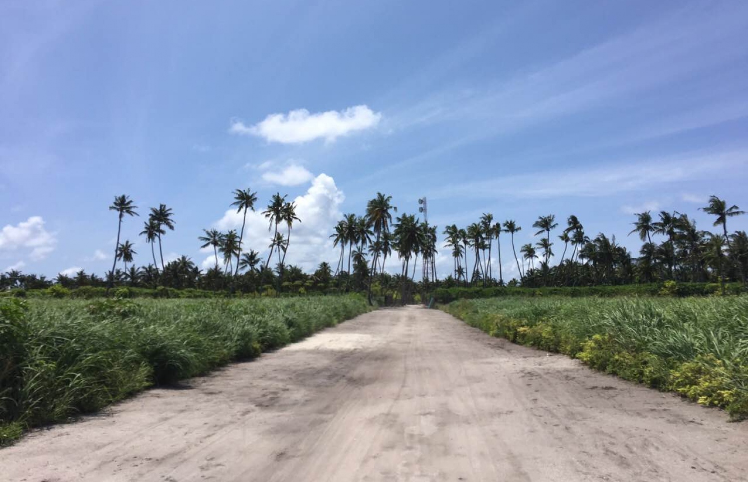 ތޮއްޑޫގެ މަގެއް: ޝާފިއު އެކްސިޑެންޓުވީ ބާރު ސްޕީޑެއްގައި ދުއްވާފައި ދަނިކޮށް ސައިކަލު ރުކެއްގައި ޖެހިގެން