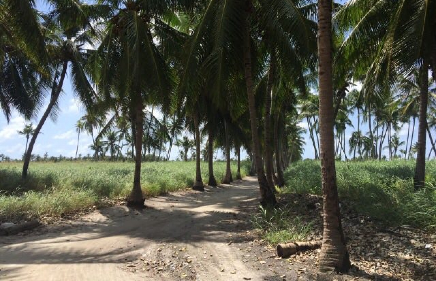 ތޮއްޑޫގެ މަގެއް: ޝާފިއު އެކްސިޑެންޓުވީ ބާރު ސްޕީޑެއްގައި ދުއްވާފައި ދަނިކޮށް ސައިކަލު ރުކެއްގައި ޖެހިގެން-- ފޮޓޯ: އައިމިނަތު ޝިފްލީން