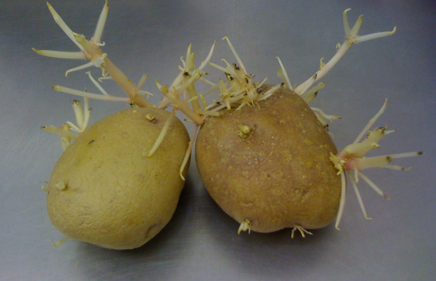 ކުރި ފަޅާފައި ހުންނަ އަލުވި: ވަރަށް ވިހަ އެއްޗެއް