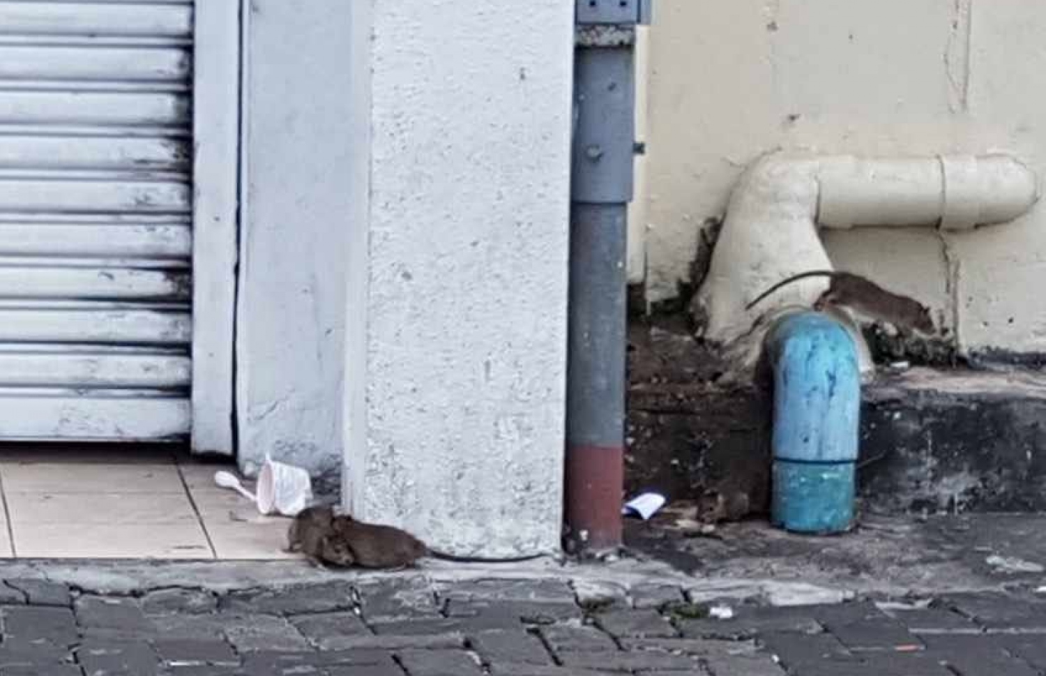 ކޯސްޓު ގާޑު ބިލްޑިންގުން ނުކުތް މީދާތަކެއް މަގުމަތީގައި