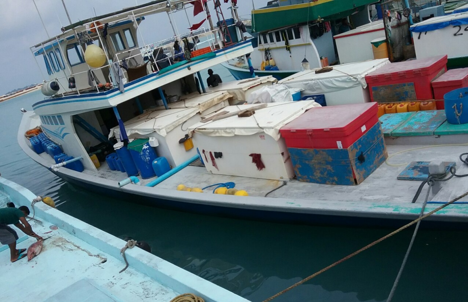 މަހަށް ނުކުމެ އުޅެނިކޮށް ޚަބަރެއް ނުވެގެން ހޯދަމުން ދިޔަ ބްލޫ ފިޝް ދޯނި މިއަދު އެނބުރި އައިސް، މަސް ކިރުވަން ހުޅުމާލޭ ފަޅުގައި --ފޮޓޯ މިހާރު