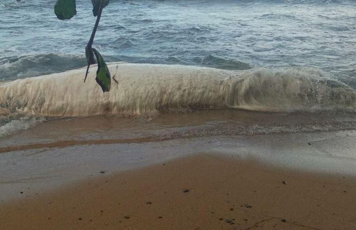 ފިލިޕީންސްގެ ރަށެއްގެ ގޮނޑުދޮށަށް ލެއްވި "ކަނޑު ފުރޭތަ"