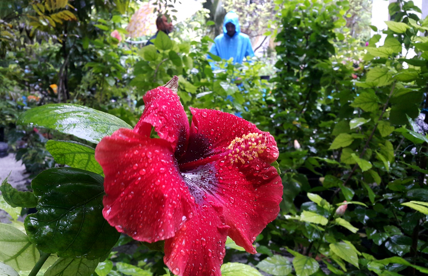 ކާށިދޫ ގެއެއްގެ ގޯތިތެރޭގައި ހައްދާފައިވާ ބަގީޗާގައި ސައިމަލެއް ފޮޅިފައި: ދަނޑުވެރިކަމުގެ ގޮތުން ކާށިދޫ އަންނަނީ އިތުރު އާމްދަނީ ހޯދަމުން. --ފޮޓޯ އަހްމަދު އަބްދުﷲ ސައީދު/މިހާރު