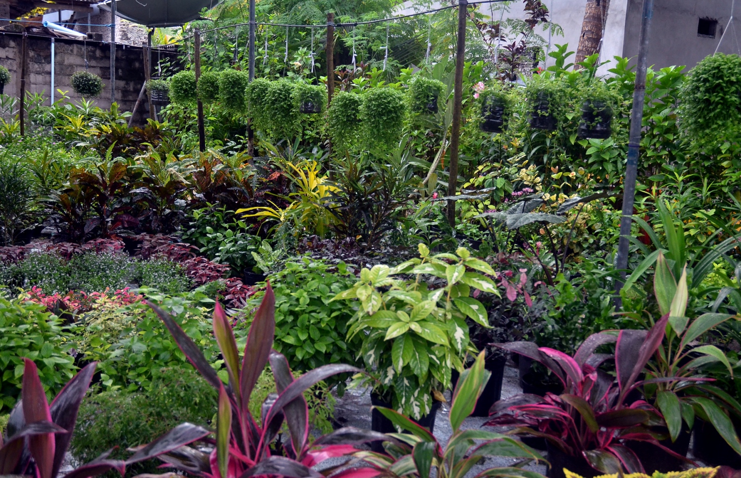 ކާށިދޫ ގެއެއްގެ ގޯތިތެރޭގައި ހައްދާފައި ހުރި ބަގީޗާ ގަސްތަކެއް: ދަނޑުވެރިކަމުގެ ގޮތުން ކާށިދޫ އަންނަނީ އިތުރު އާމްދަނީ ހޯދަމުން. --ފޮޓޯ އަހްމަދު އަބްދުﷲ ސައީދު/މިހާރު