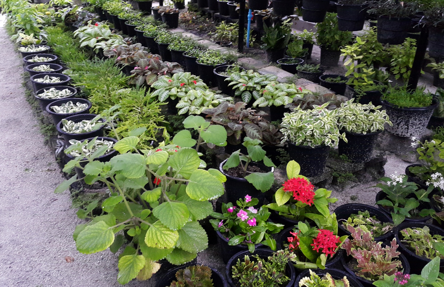 ކާށިދޫ ގެއެއްގެ ގޯތިތެރޭގައި ހައްދާފައި ހުރި ބަގީޗާ ގަސްތަކެއް: ދަނޑުވެރިކަމުގެ ގޮތުން ކާށިދޫ އަންނަނީ އިތުރު އާމްދަނީ ހޯދަމުން. --ފޮޓޯ އަހްމަދު އަބްދުﷲ ސައީދު/މިހާރު