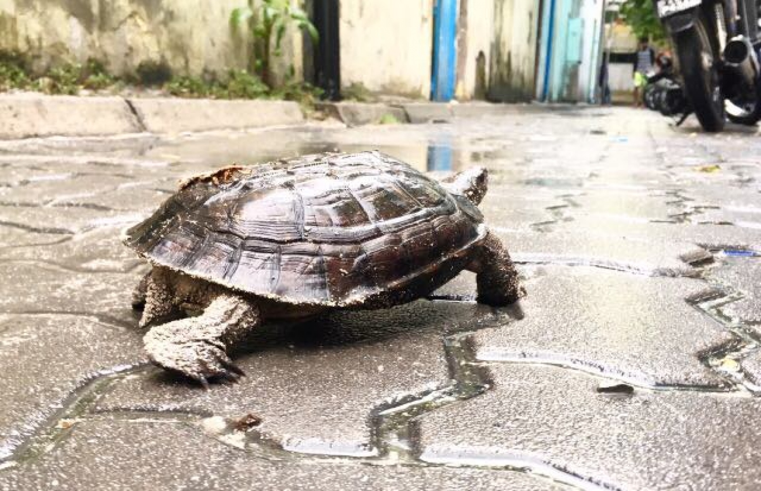 ކާށިދޫން ގެނައި ކަހަނބެއް މާލޭގައި -- ފޮޓޯ: އަހުމަދު އަބްދުﷲ ސައީދު/ މިހާރު