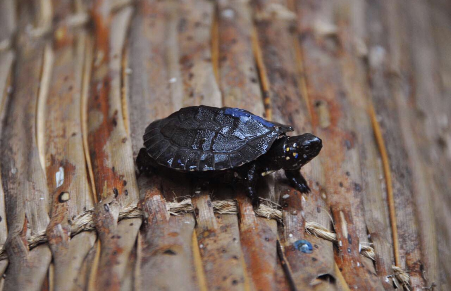 ކާށިދޫން ފެނުނު ކަހަނބެއް -- ފޮޓޯ: އަހުމަދު އަބްދުﷲ ސައީދު/ މިހާރު