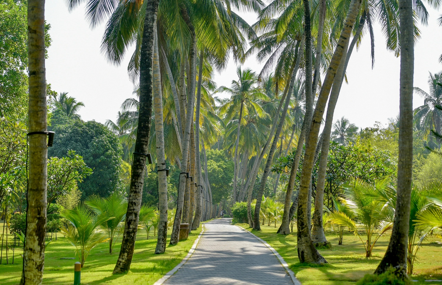 ސަން އައިލެންޑް: މާޗު 5، 2017: ފެހި ގަސްތަކުން ހިޔާވެފައި އޮތް، ރިސޯޓުގެ ރީތި މަގެއް-- ފޮޓޯ: ނިޝާން އަލީ/ މިހާރު