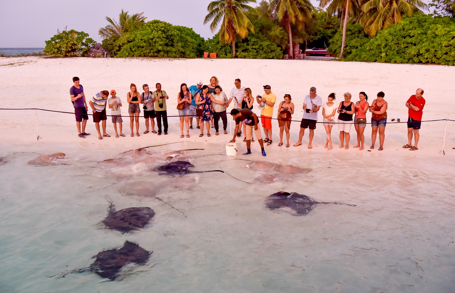 ސަން އައިލެންޑް: މާޗު 5، 2017: ރިސޯޓުގެ ފަޅު ތެރެއަށް މަޑިތައް ޖަމާވެފައި: މިއީ މި ރިސޯޓުގައި ކޮންމެ ދުވަހަކު ހަވީރު ޓޫރިސްޓުން އެންމެ ޝައުގުވެރިކަމާ އެކު ދެކެން ބޭނުންވާ މަންޒަރު: މަޑިތައް ކޮންމެ ދުވަހަކު އެއް ގަޑިއަކަށް އެއް ތަނަކަށް އެއްވެ އެއަށް ކާންދޭ މަންޒަރު ޓޫރިސްޓުން ބަލަން އާދޭ -- ފޮޓޯ: ނިޝާން އަލީ/ މިހާރު