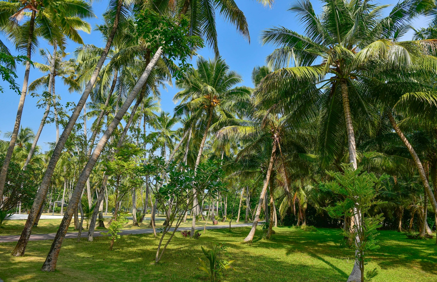 ސަން އައިލެންޑް: މާޗު 5، 2017: ރިސޯޓުގެ ފެހި ސަރަހައްދު: ވަރަށް ހިމޭންކޮށް އޮންނަ މި ސަރަހައްދަކީ، މި ރިސޯޓަށް އަންނަ ޓޫރިސްޓުންނަށް އެންމެ ހިތްގައިމު އެއް ސަރަހައްދު -- ފޮޓޯ: ނިޝާން އަލީ/ މިހާރު