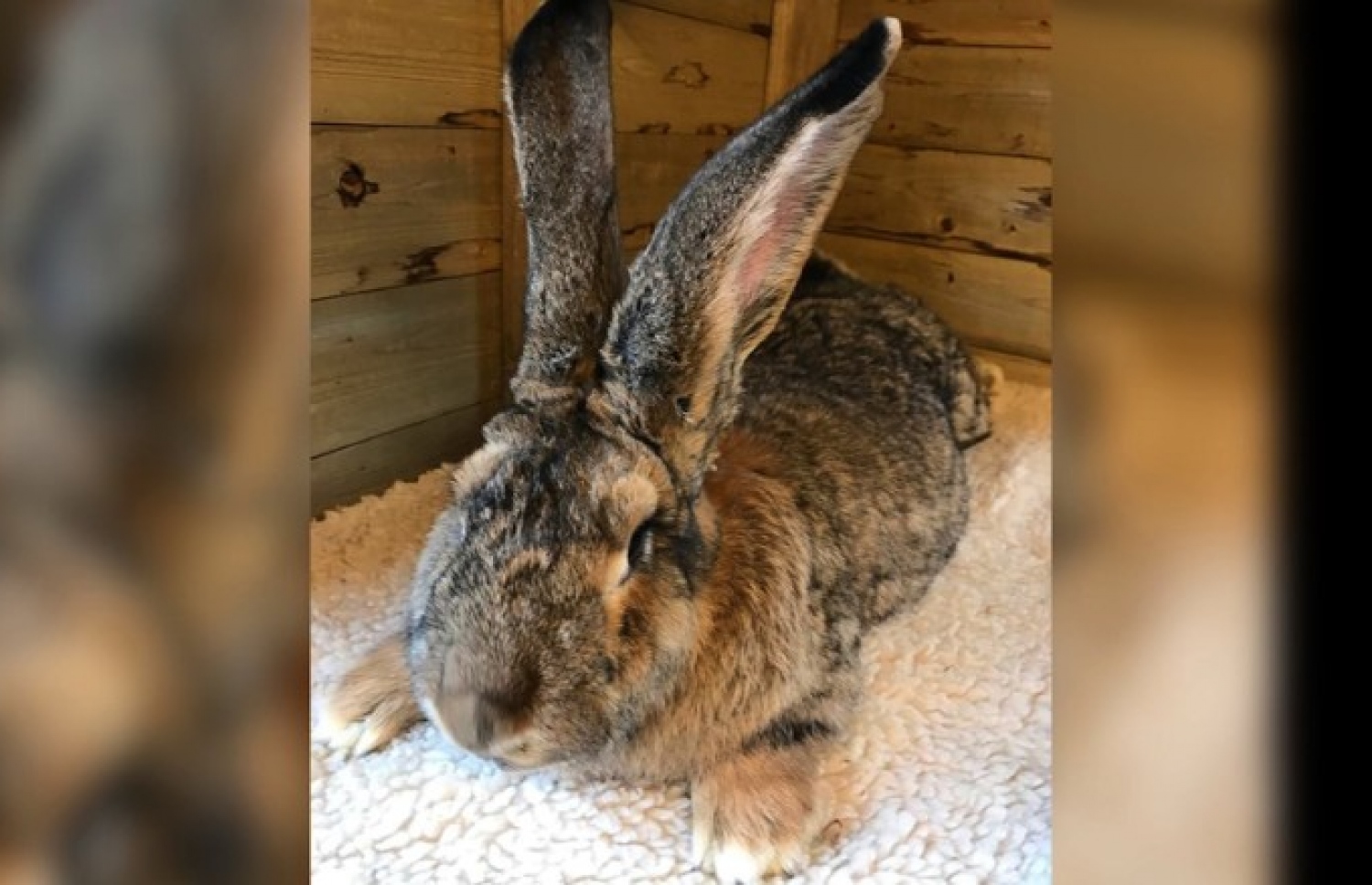 ދުނިޔެއިން އެންމެ ބޮޑު މުސަޅު ކަމަށްވާ "ޑޭރިއަސް"