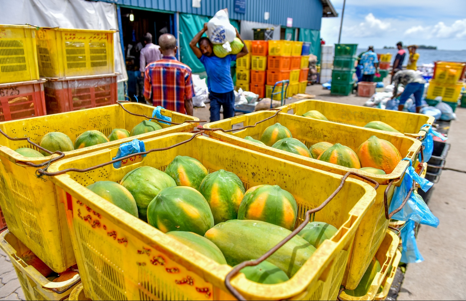 މާލެ: މޭ 22، 2017: ލޯކަލް މާރުކޭޓު ބޭރުގައި ވިއްކަން ބަހައްޓާފައި ހުރި ފަޅޯތަކެއް: ފަޅޯ ކިލޯއެއްގެ އަގު ވަނީ 20ރ. އަށް އުފުލިފައި. ފޮޓޯ: ނިޝާން އަލީ /މިހާރު