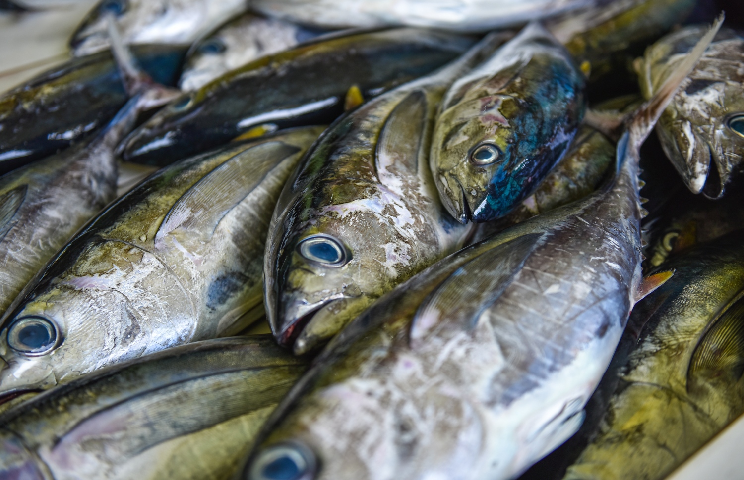 މާލެ: މޭ 22، 2017: މަސް މާރުކޭޓުގައި ވިއްކަން ބަހައްޓާފައި ހުރި ރޯމަސްތަކެއް.-- ފޮޓޯ: ނިޝާން އަލީ/ މިހާރު