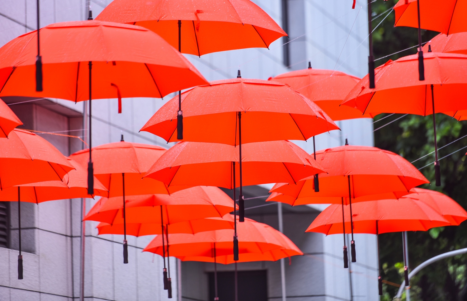 ލިލީމަގުގައި އެލުވާފައި ހުރި އޮރެންޖު ކުޑަތައް-- ފޮޓޯ-- ހުސެން ވަހީދު/ މިހާރު