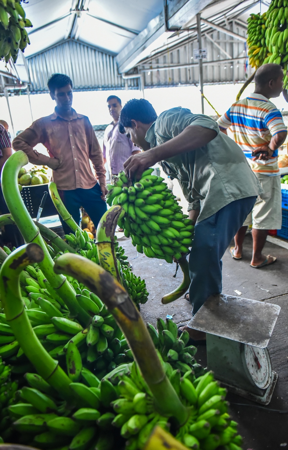 މާލެ: މޭ 26، 2017- ލޯކަލް މާރުކޭޓުން މީހަކު ކެޔޮގަނޑެއް ގަންނަނީ.---މިހާރު ފޮޓޯ: ހުސެއިން ވަހީދު