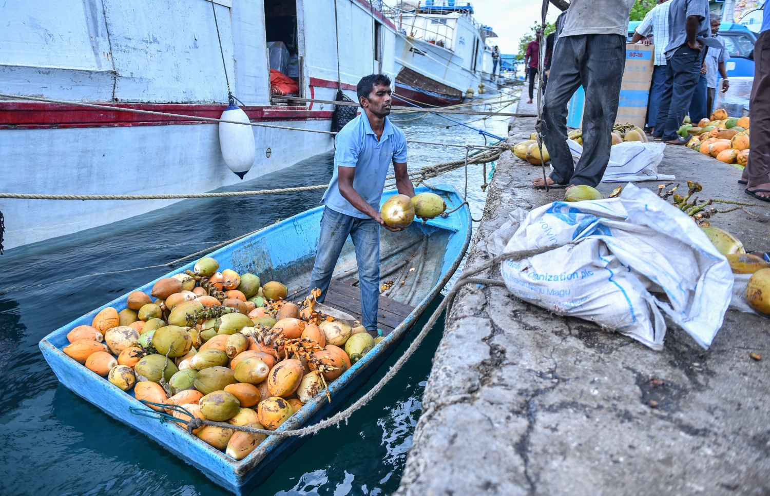 މާލެ: މޭ 26، 2017- ލޯކަލް މާރުކޭޓުގައި ވިއްކުމަށް ރަށަކުން ގެނައި ކުރުނބާތަކެއް ބާލަނީ.---މިހާރު ފޮޓޯ: ހުސެއިން ވަހީދު
