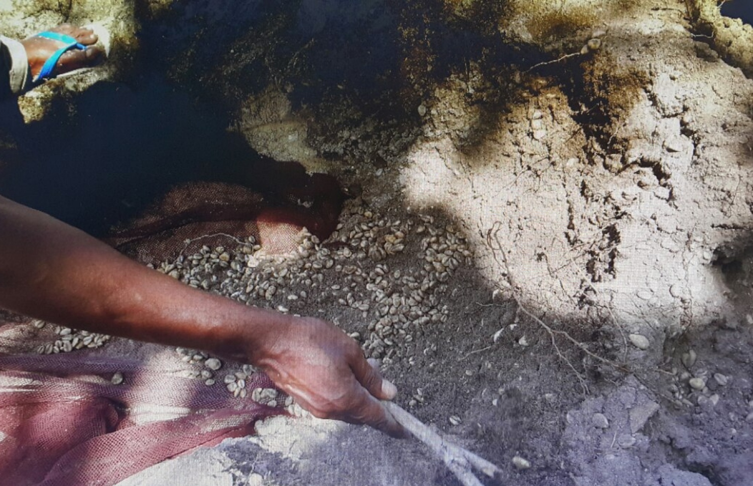 އުތީމުން ފެނުނު ބޮލި ވަޅަކުން ބޮލިތައް ހޮވަނީ.