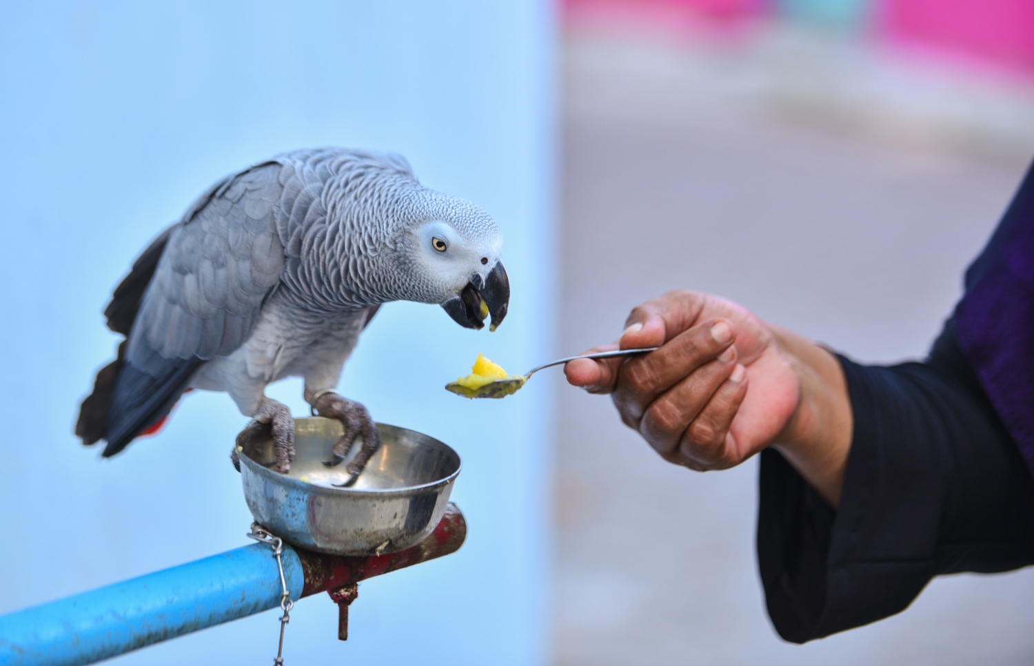 މޭ 28، 2017- ވިލިމާލޭގައި ދިރިއުޅޭ އަންހެނަކު އޮޅުކޮށްގެން ގޭގައި ގެންގުޅޭ ގުރައަކަށް ކާންދެނީ.---މިހާރު ފޮޓޯ: ހުސެއިން ވަހީދު