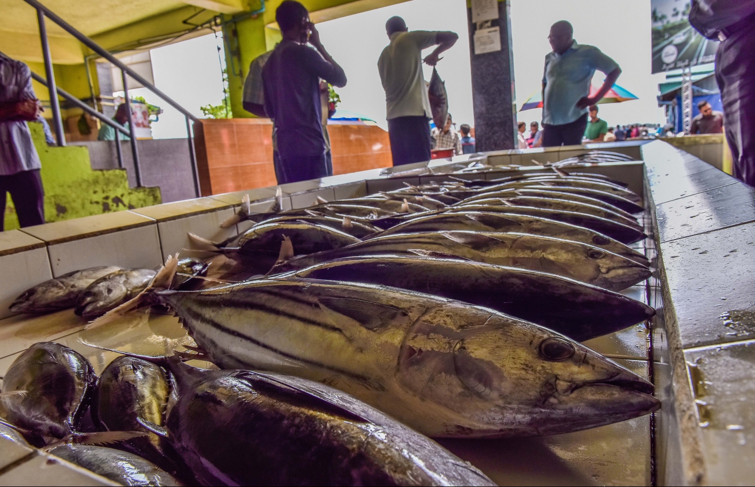 މަސް މާރުކޭޓުގައި ވިއްކަން ބަހައްޓާފައި ގޮދާތަކެއް: ގޮދާ ކިލޯއެއް އުޅެނީ 70ރ. އަށް ވުރެ މަތީގައި. ފޮޓޯ: ނިޝާން އަލީ /މިހާރު