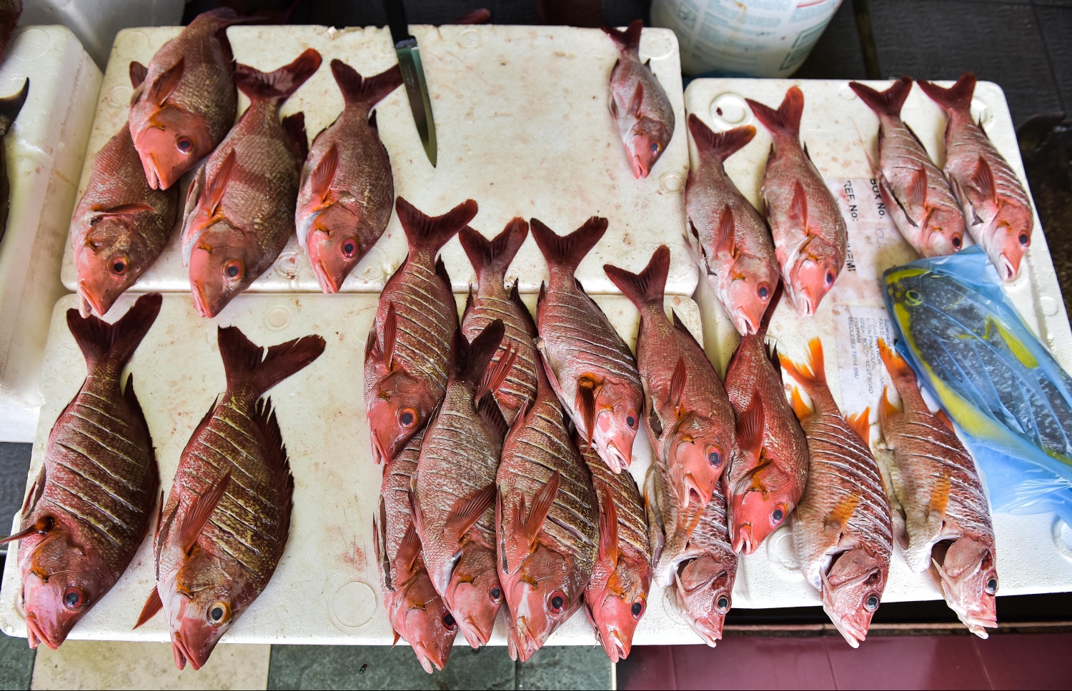 މާރުކޭޓުގައި ވިއްކަން ބަހައްޓާފައި ހުރި ފަރުމަސްތަކެއް: ފަރުމަހުގެ އަގު ވެސް އިންތިހާއަށް ބޮޑު. ފޮޓޯ: ނިޝާން އަލީ /މިހާރު