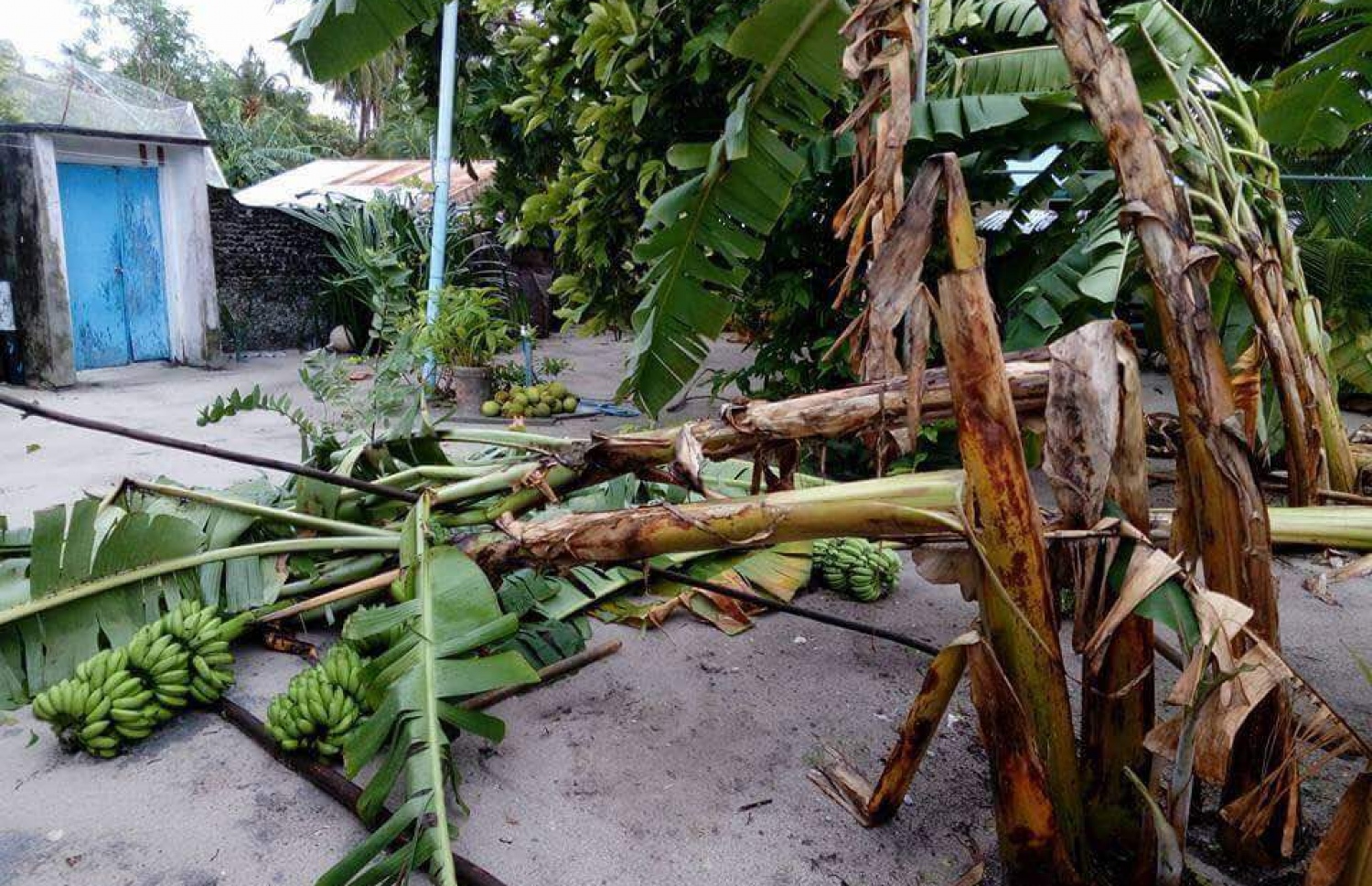 އުލިގަމަށް ކުރި ވިއްސާރާގައި ފަތްކެޔޮ ގަސްތަކެއް ވެއްޓިފައި. -- ފޮޓޯ: ސޯޝަލް މީޑިއާ