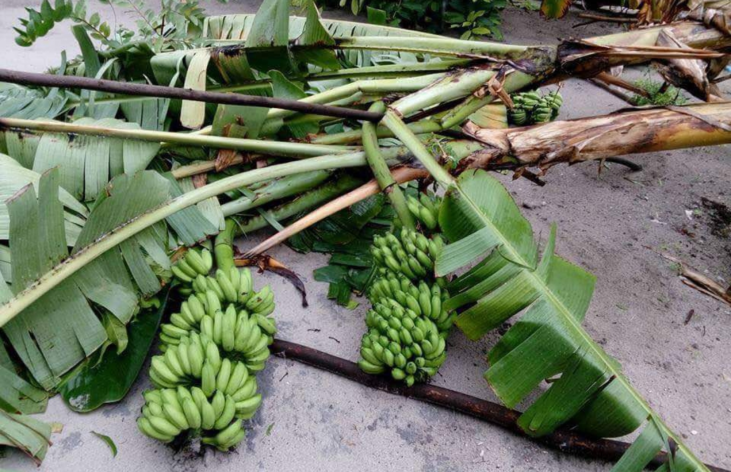 އުލިގަމަށް ކުރަމުންދާ ވިއްސާރާގައި ފަތްކެޔޮ ގަސްތަކެއް ވެއްޓިފައި