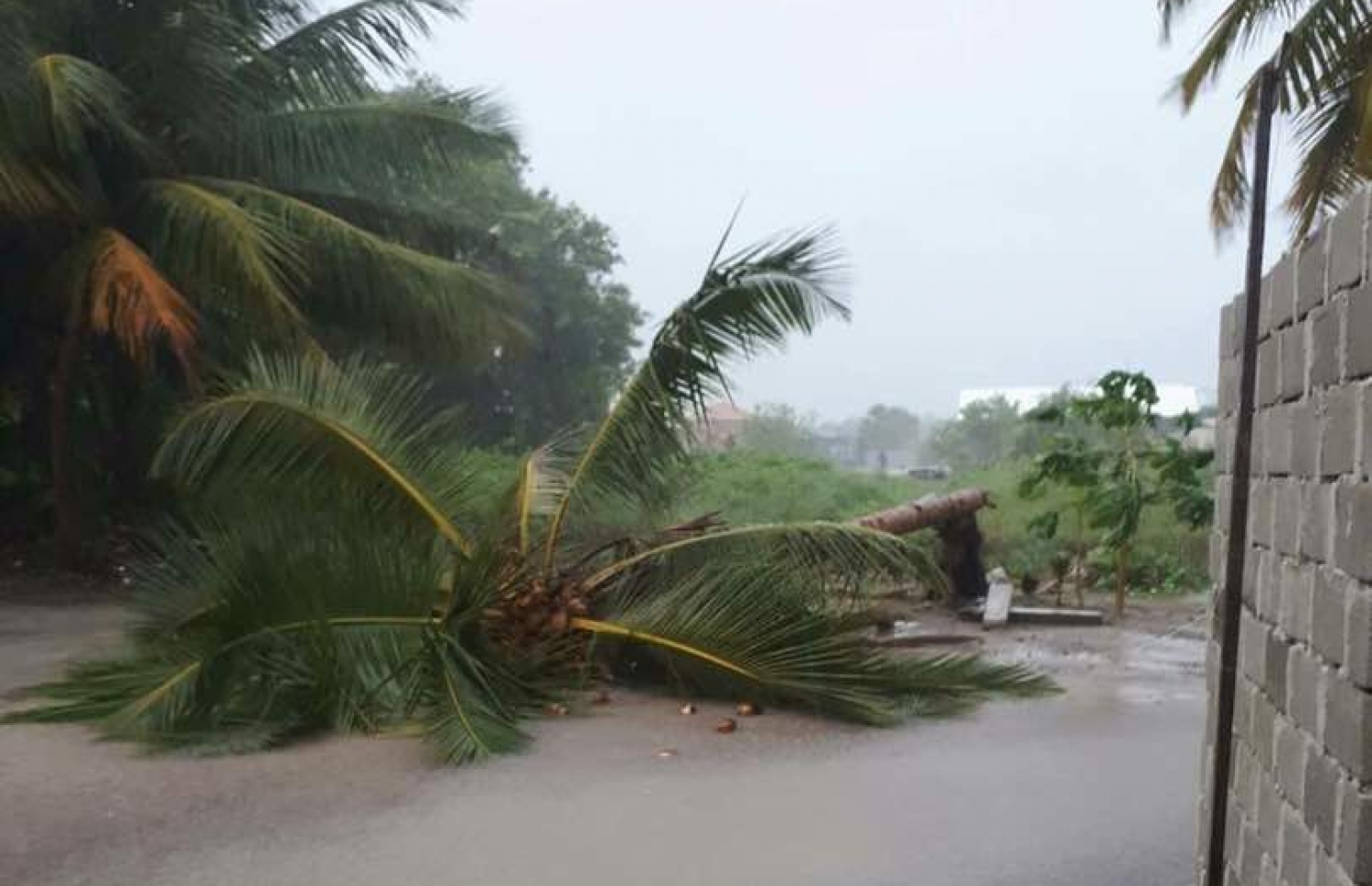 ގަދަ ވަޔާ އެކު ރުކެއް ވެއްޓިފައި. -- ފޮޓޯ: ސޯޝަލް މީޑިއާ