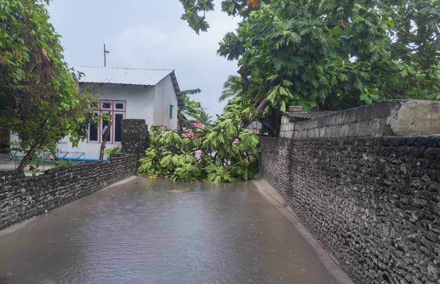 އުލިގަމުގެ މަގެއްގެ މައްޗަށް ބަނބުކެޔޮ ގަހެއްގެ އޮފިގަނޑެއް ވެއްޓިފައި: މި ތިން ދުވަހު އެ ރަށަށް ވަރަށް ބޯކޮށް ވާރޭ ވެހުނު