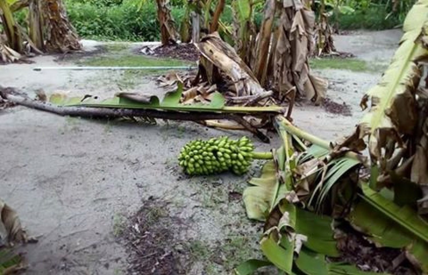 ވިއްސާރައިގައި ވައިކަރަދޫގައި އިންދާފައި ހުރި ދޮންކެޔޮ ގަސްތަކަށް ގެއްލުންވެފައި. - ފޮޓޯ: ވާފިރު