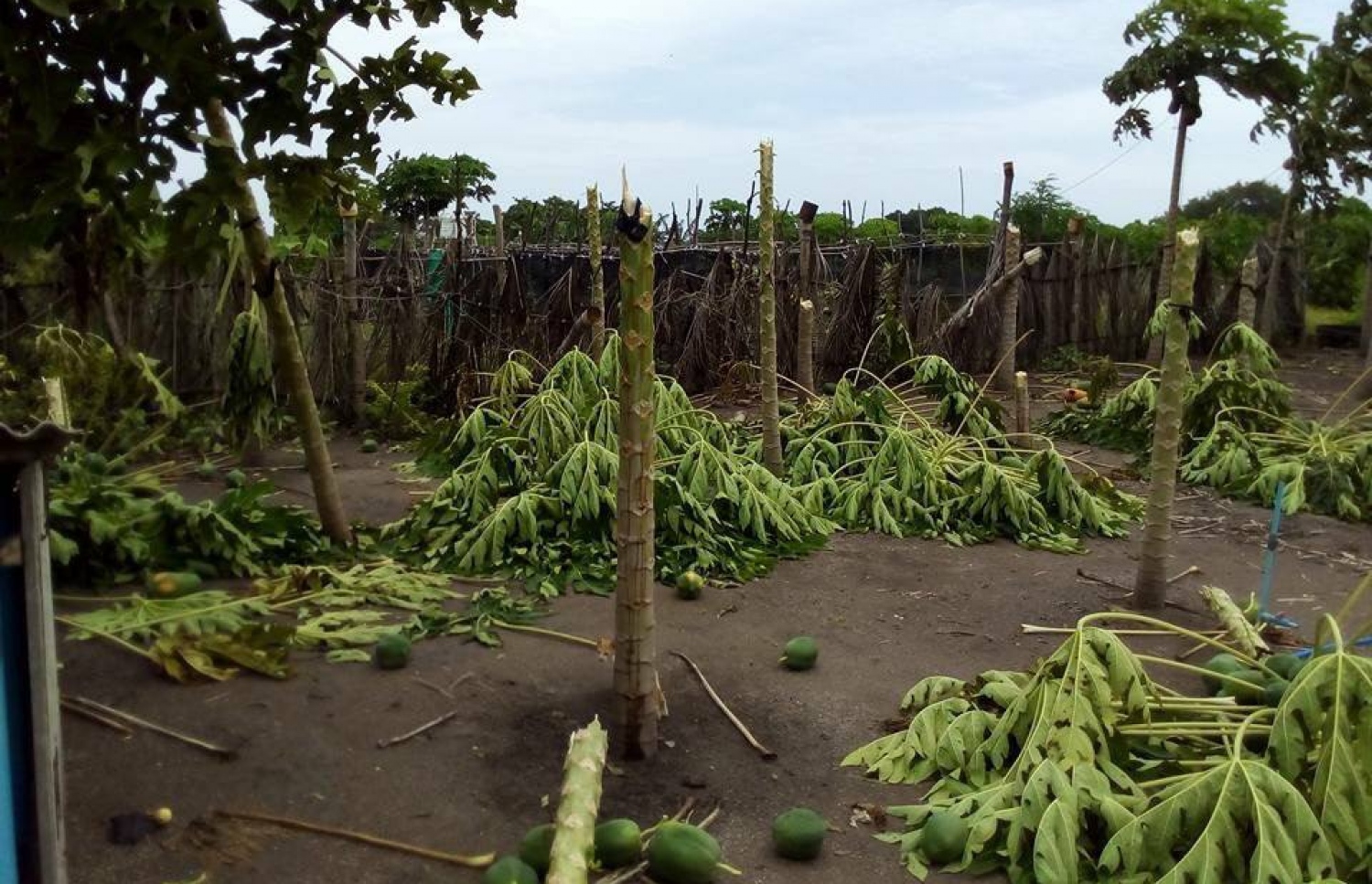 ވިއްސާރައިގައި ވައިކަރަދޫގައި އިންދާފައި ހުރި ފަޅޯ ގަސްތަކަށް ގެއްލުންވެފައި. - ފޮޓޯ: ވާފިރު