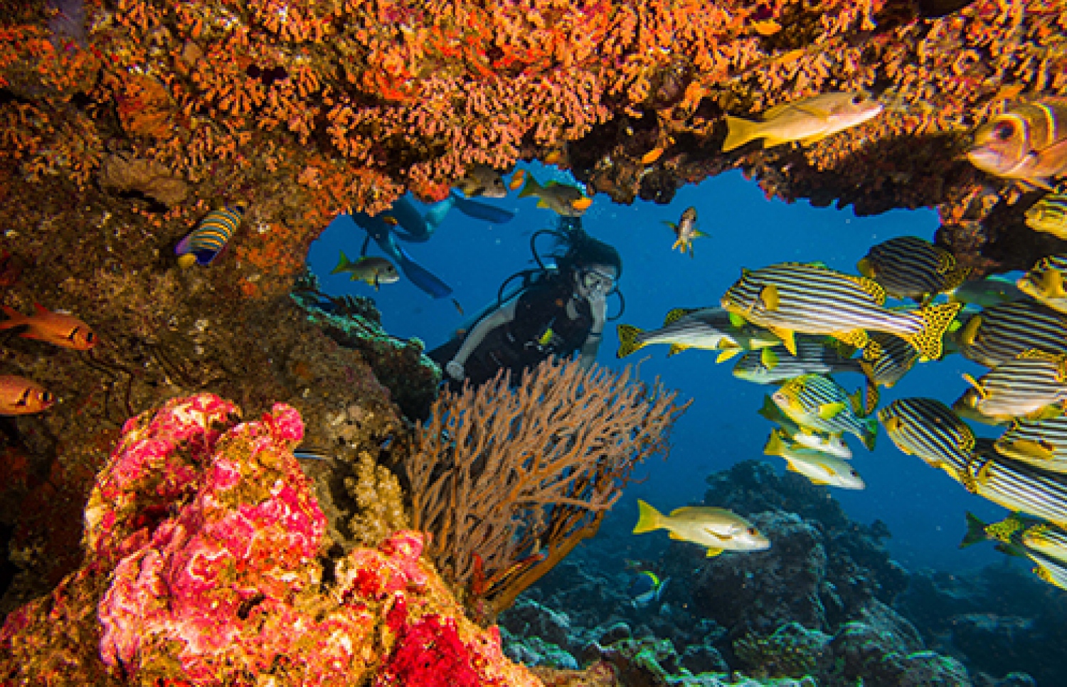 ދިގަލި މޯލްޑިވްސް ކައިރީ އޮންނަ ޑައިވް ސައިޓެއް.