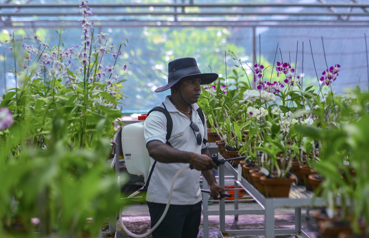 ކޮކޫން މޯލްޑިވްސް: ޖޫން 11، 2017- އިޓަލީގެ އެންމެ މަޝްހޫރު އެއް ޑިޒައިނިން ފާމް ކަމަށްވާ "ލާގޯ" އިން ޑިޒައިންކޮށްފައިވާ ރާއްޖޭގެ ފުރަތަމަ ޑިޒައިނާ ރިސޯޓު ކޮކޫން މޯލްޑިވްސްގެ އޯކިޑް ގާޑަން އަށް އެތަނުގެ މުވައްޒަފަކު ބޭސް ޖަހަނީ.---މިހާރު ފޮޓޯ: ހުސެއިން ވަހީދު