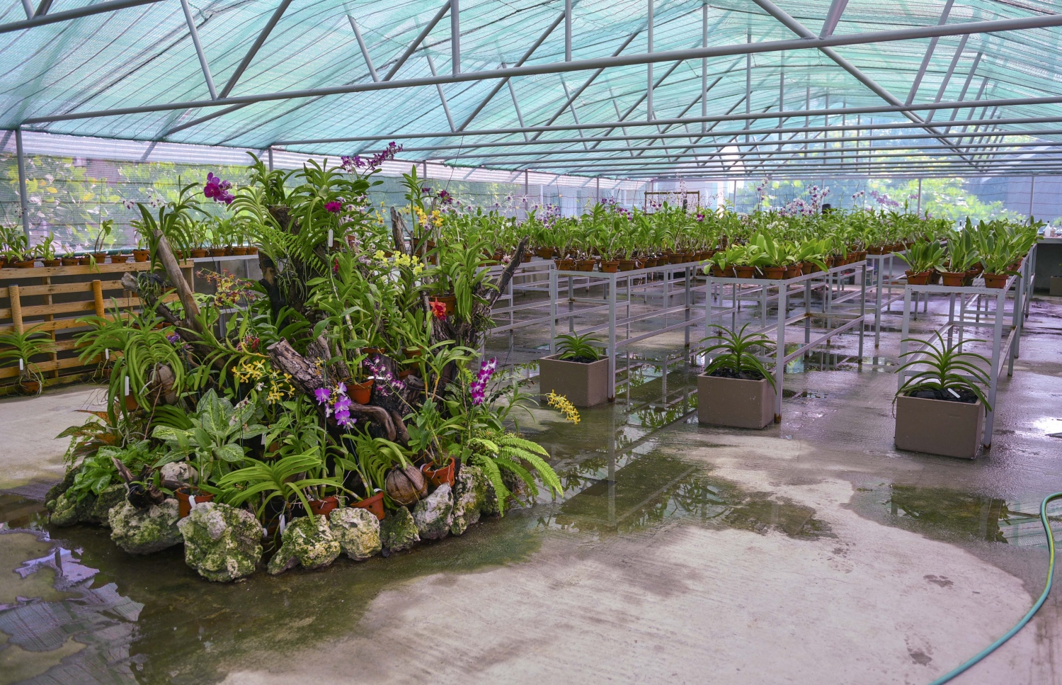 ކޮކޫން މޯލްޑިވްސް: ޖޫން 11، 2017- އިޓަލީގެ އެންމެ މަޝްހޫރު އެއް ޑިޒައިނިން ފާމް ކަމަށްވާ "ލާގޯ" އިން ޑިޒައިންކޮށްފައިވާ ރާއްޖޭގެ ފުރަތަމަ ޑިޒައިނާ ރިސޯޓު ކޮކޫން މޯލްޑިވްސްގެ އޯކިޑް ގާޑަން.---މިހާރު ފޮޓޯތައް: ހުސެއިން ވަހީދު